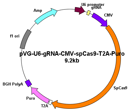 Human ACVRL1 gRNA pool clone