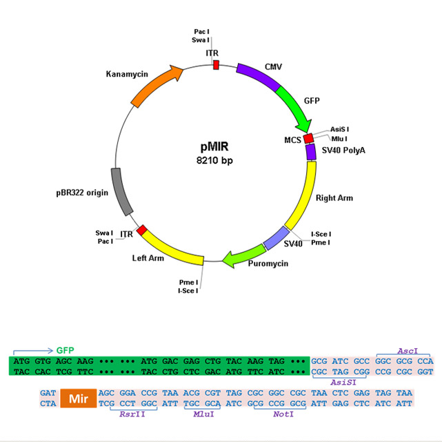 Premade Adenovirus for Human mir96, 1X10^12 viral particles/ml, 1ml