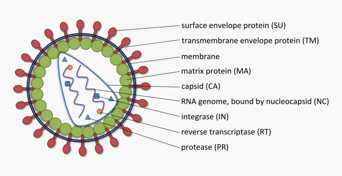 维真生物-LV结构示意图 & 慢病毒的结构示意图