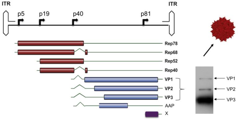 【维真生物-腺相关病毒】图4：AAV2载体的基因组结构