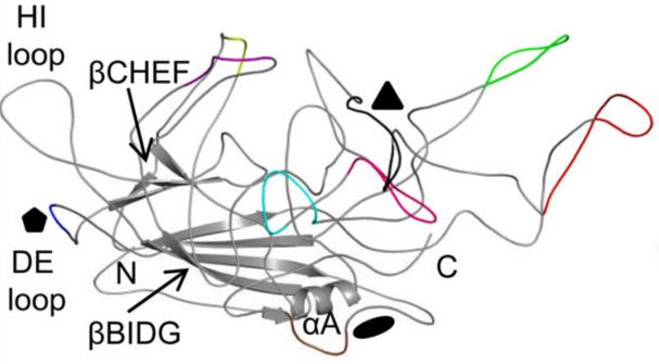 【维真生物-腺相关病毒】图6：AAV2 VP3单体的拓扑结构