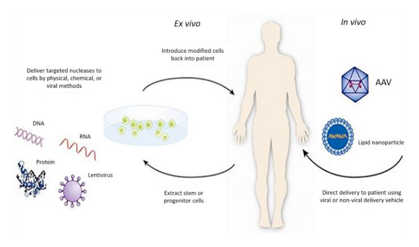 【维真生物-腺相关病毒】图1.基因治疗的示意图