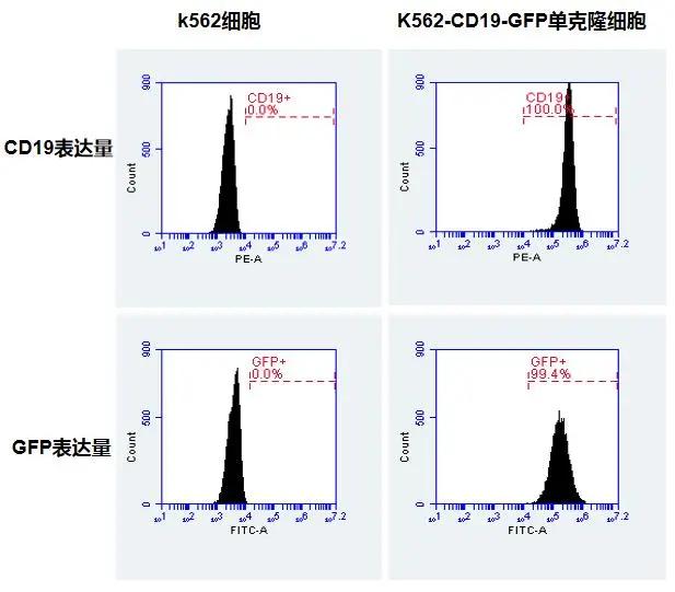 【维真生物-杀伤靶细胞】K562细胞与K562-CD19-GFP单克隆细胞中CD19与GFP表达量的鉴定
