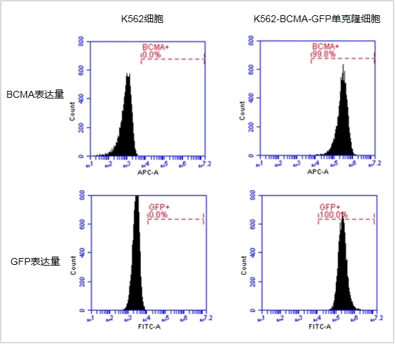 【维真生物-杀伤靶细胞】GFP阳性细胞存活率检测