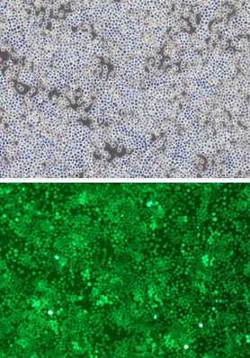 【维真生物-杀伤靶细胞】K562-BCMA-GFP单克隆细胞系荧光图