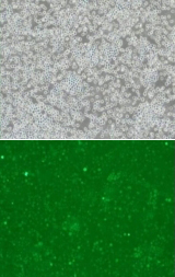 【维真生物-杀伤靶细胞】K562-EGFRvIIIA-GFP单克隆细胞系荧光图