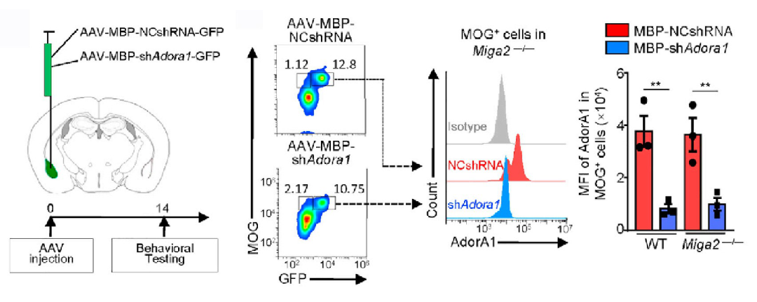 mir30-based shRNA AAV案例-2