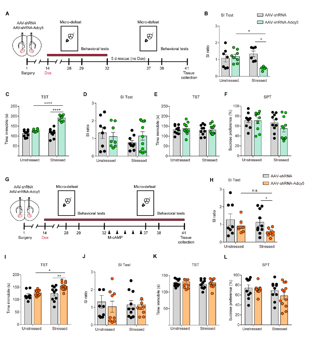 诱导性shRNA AAV案例-2