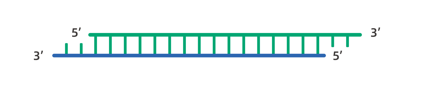 维真生物-siRNA的结构示意图
