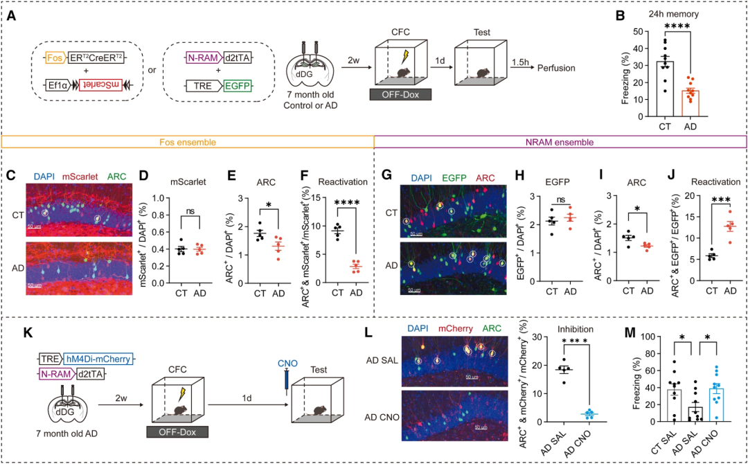 AAV2/9注射小鼠齿状回_图2 NRAM整体的过度活跃是早期AD小鼠模型记忆障碍的基础