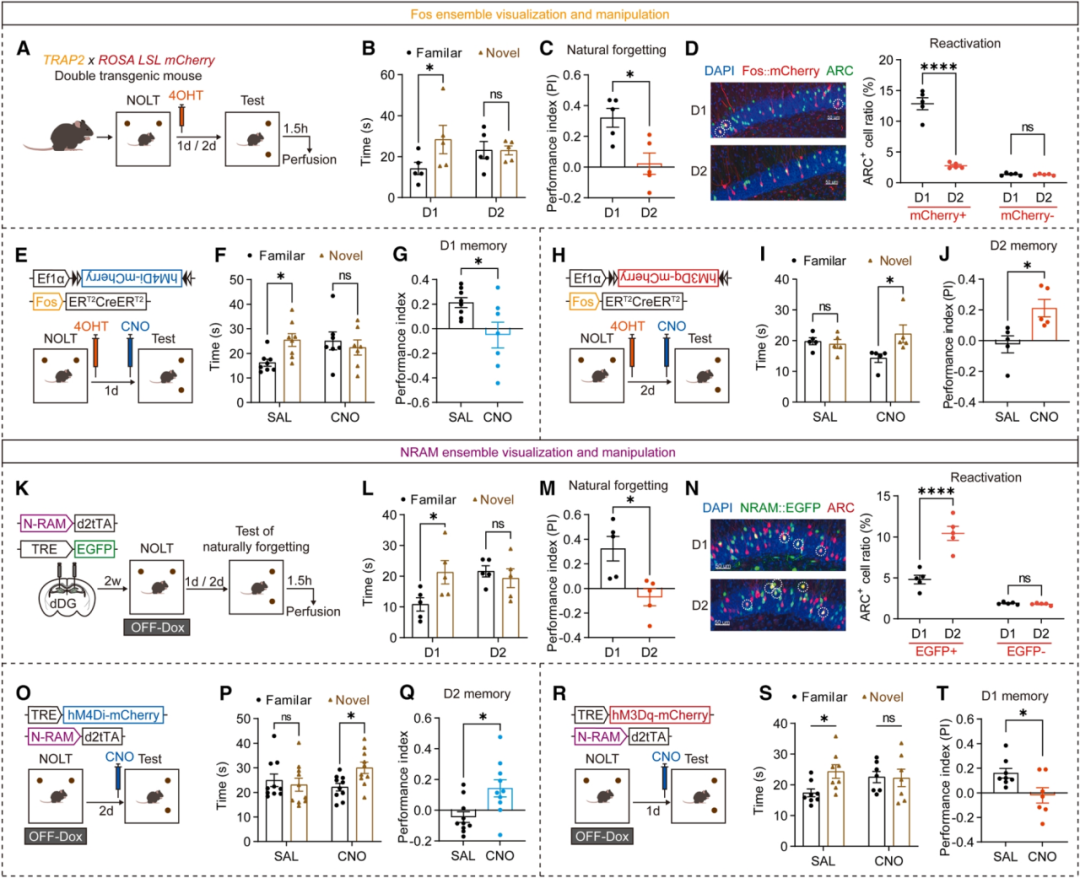 AAV2/9注射小鼠齿状回_图1 NOL记忆的提取是由记忆和遗忘整体的活动决定的
