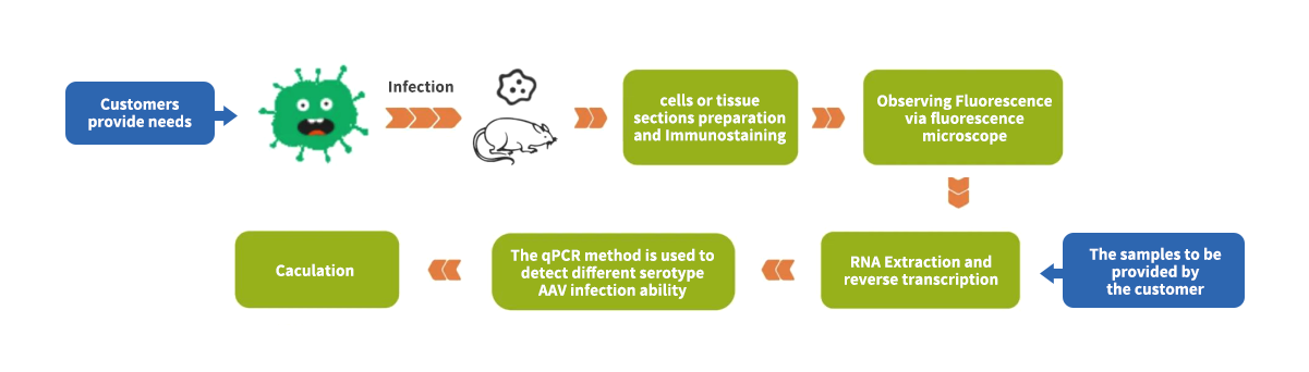 维真生物-AAV血清型筛选服务-服务流程