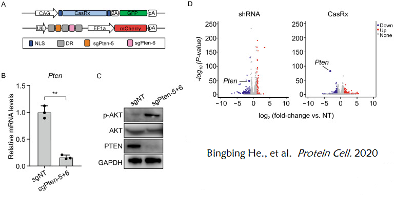 维真生物-CasRx体外介导Pten的敲除