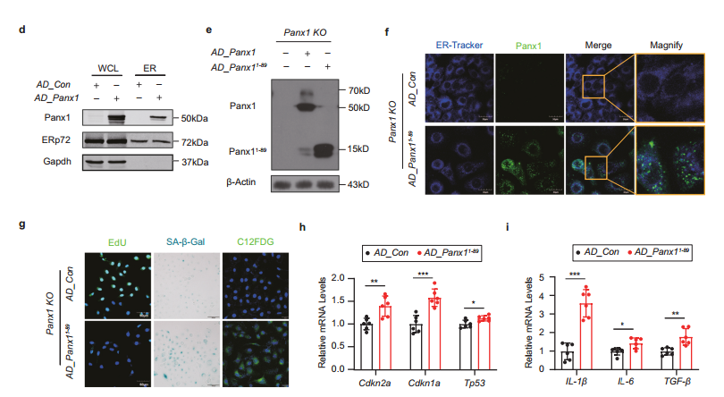 维真生物-Panx1敲除HK-2 细胞系案例