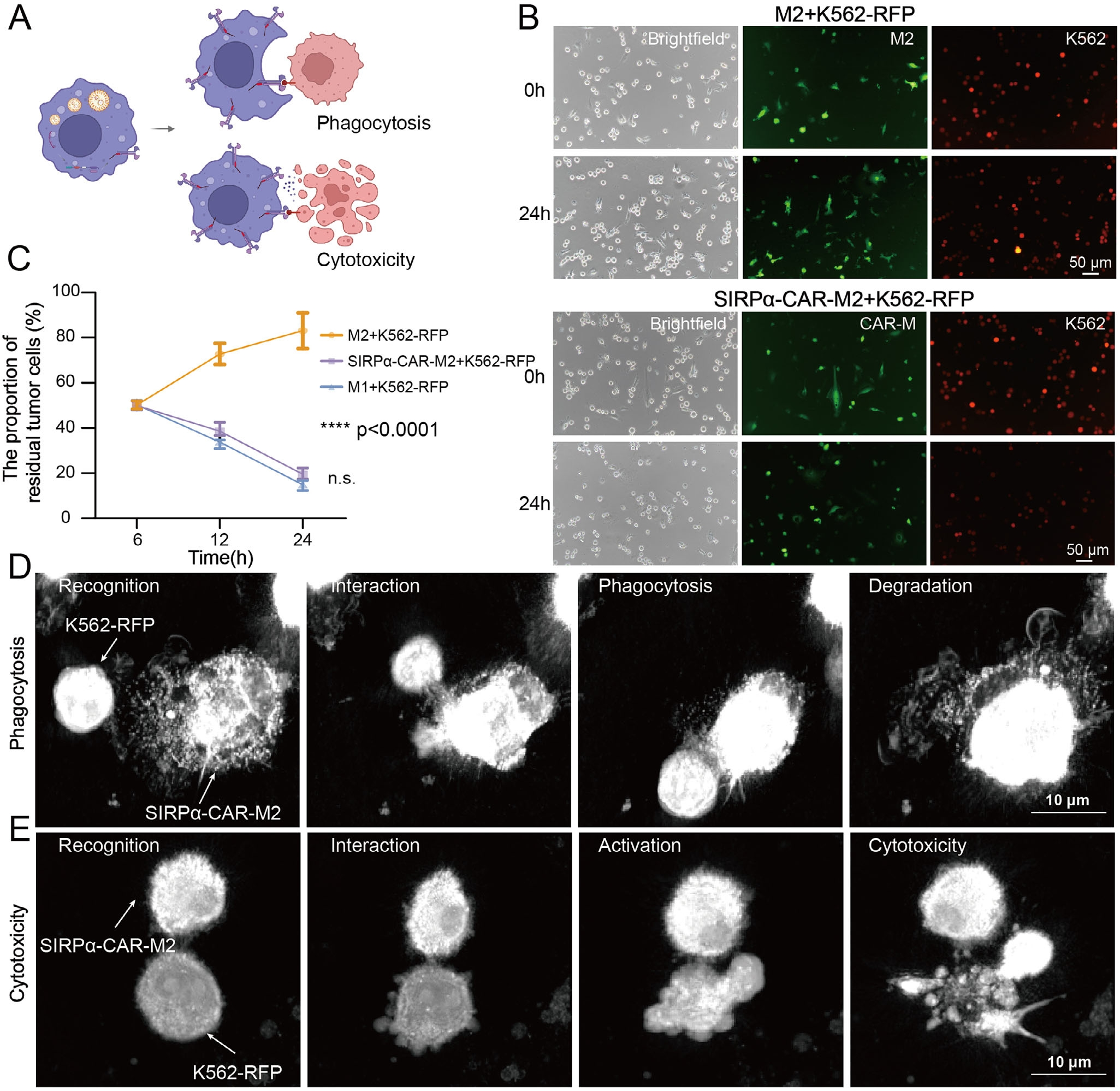 维真生物-人髓性白血病细胞系K562案例
