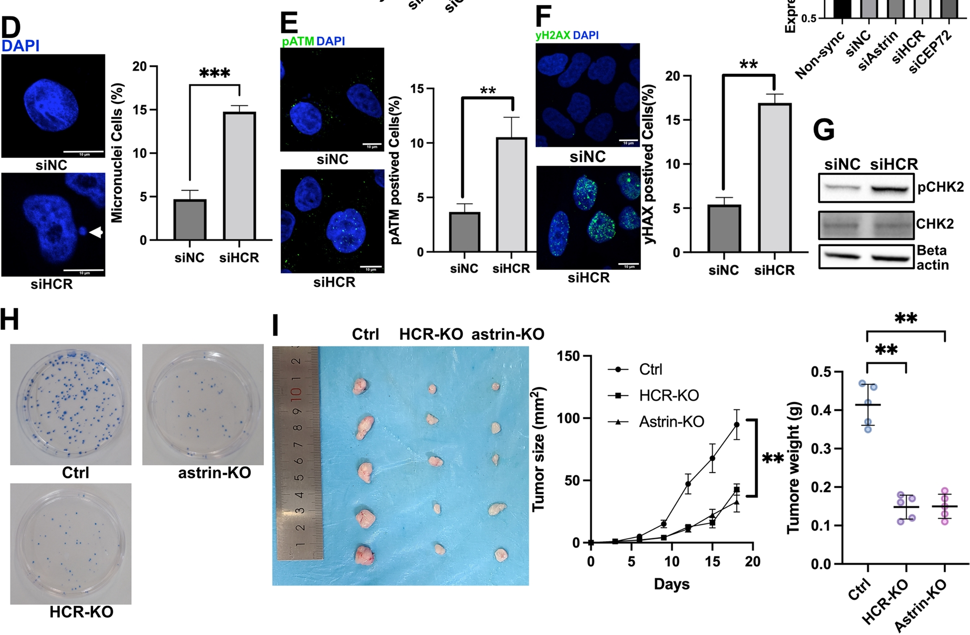 维真生物-HCR-KO HeLa细胞系案例