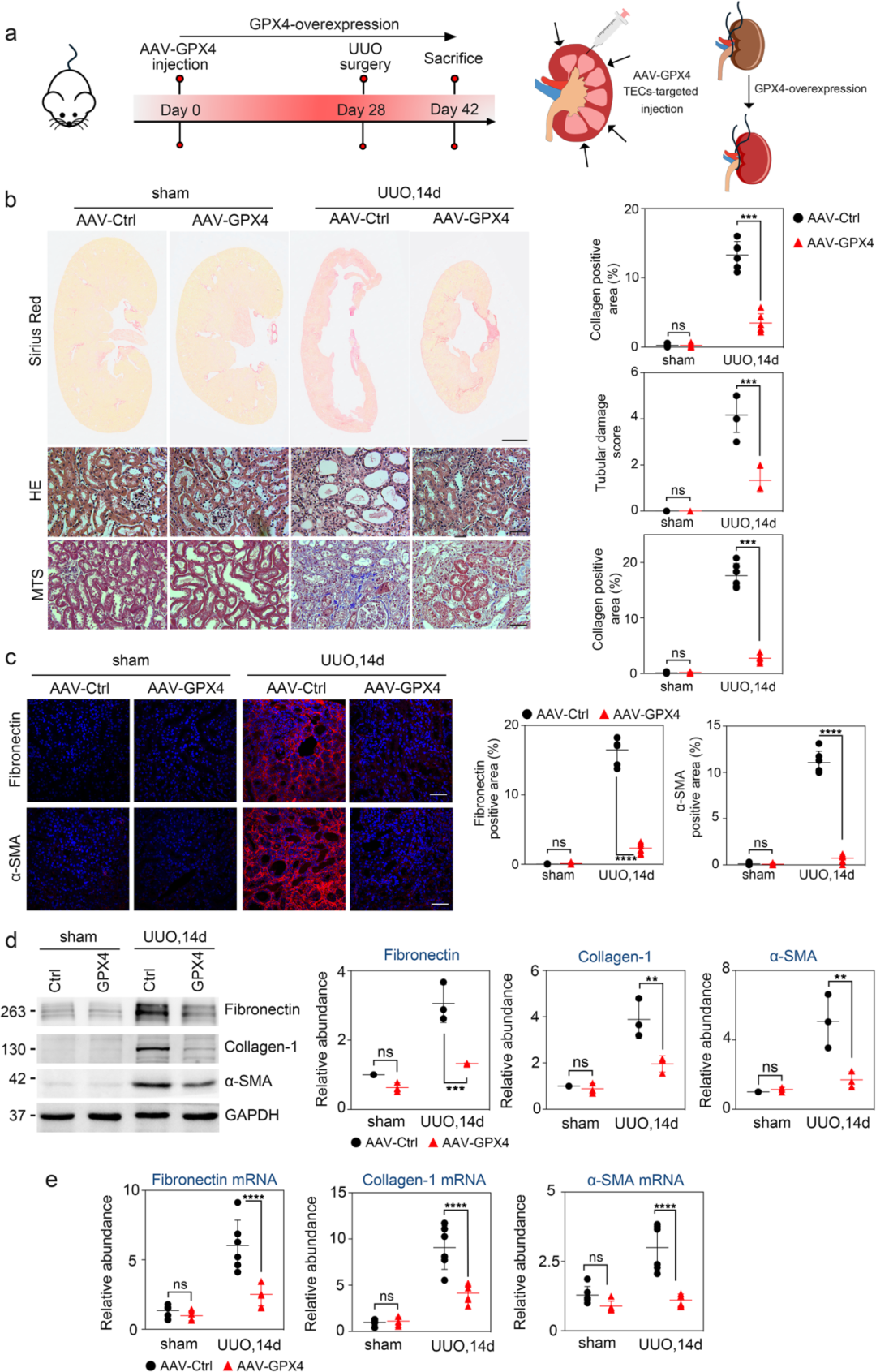 AAV9小鼠肾脏实验：GPX4过表达抑制铁死亡减轻UUO诱导肾间质纤维化