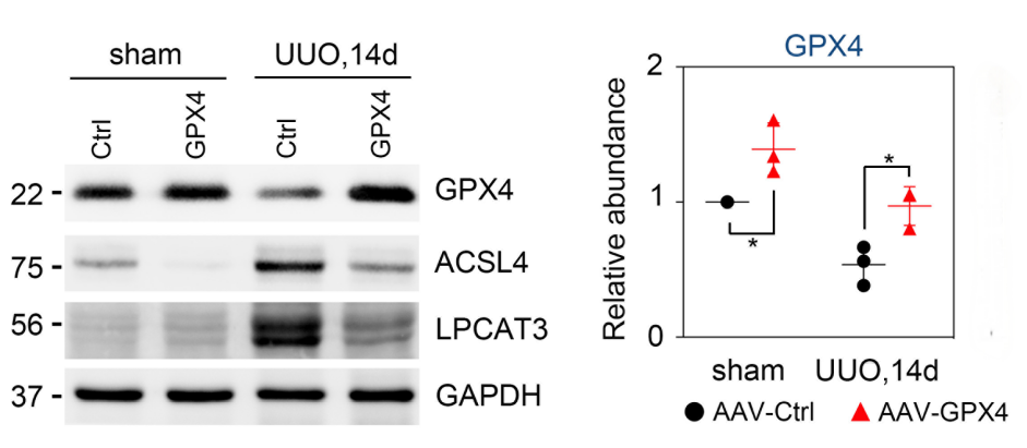 维真生物AAV9感染小鼠肾脏，AAV载体介导GPX4在肾小管上皮细胞过表达
