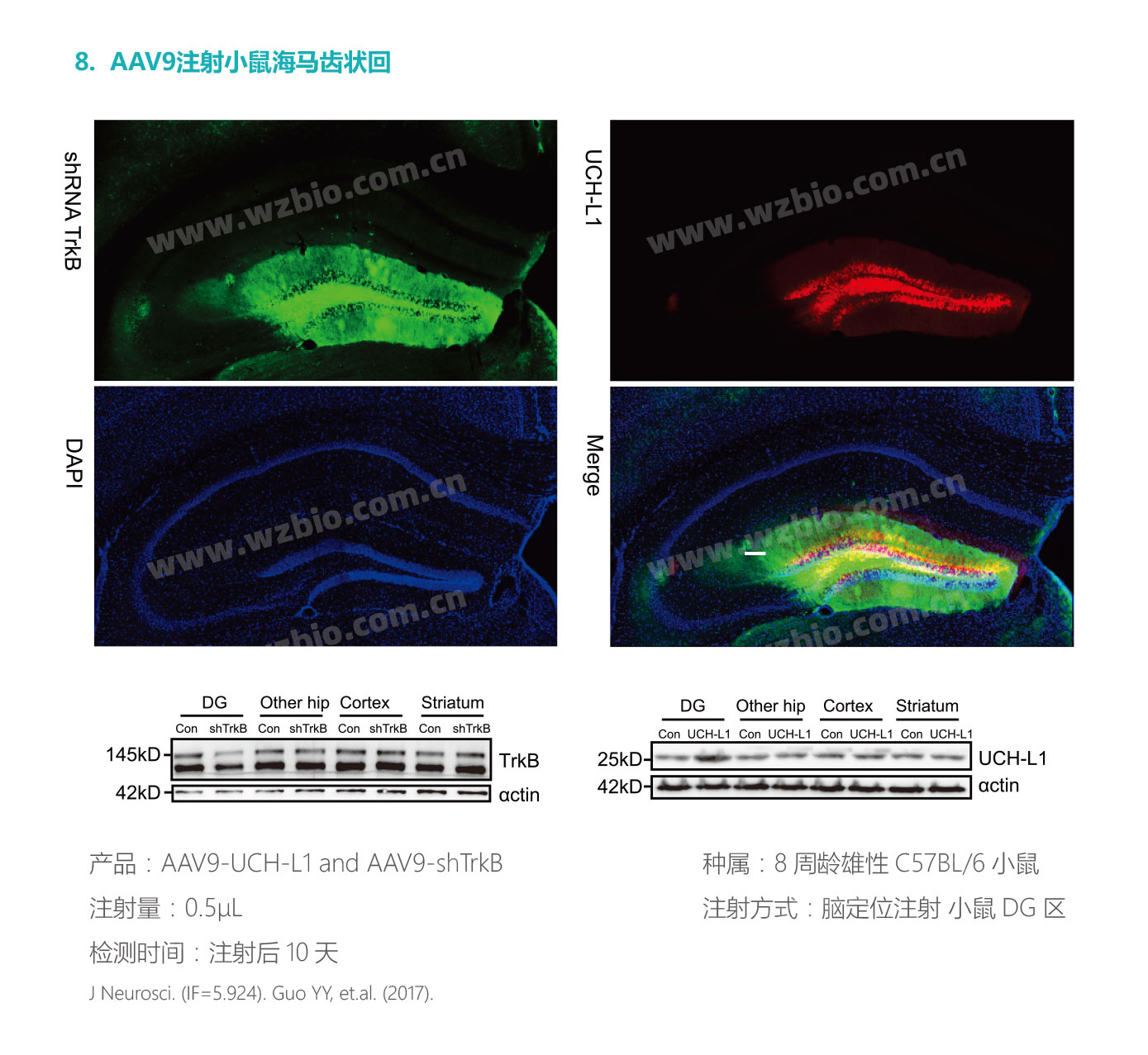 AAV9注射小鼠海马齿状回