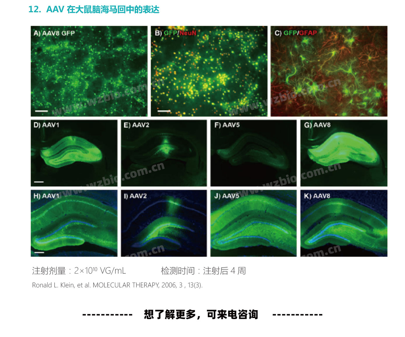 AAV 在大鼠脑海马回中的表达
