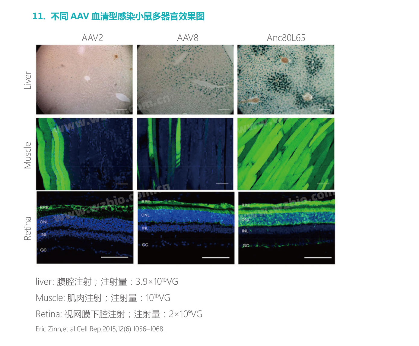不同AAV血清型感染小鼠多器官效果图