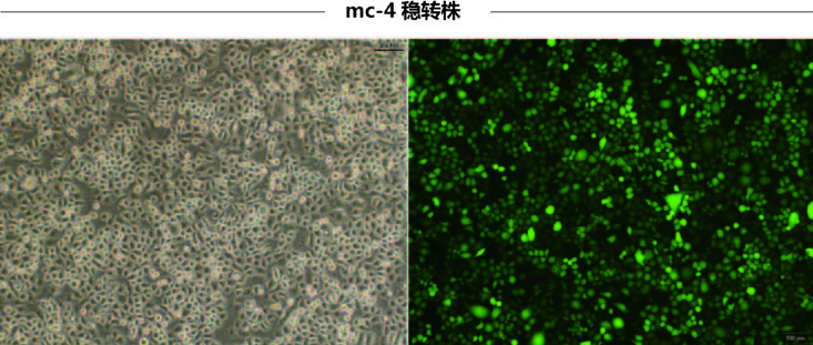 维真生物慢病毒感染细胞效果图1