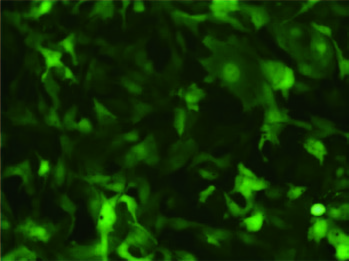 GFP 慢病毒感染牛脂肪细胞效果图