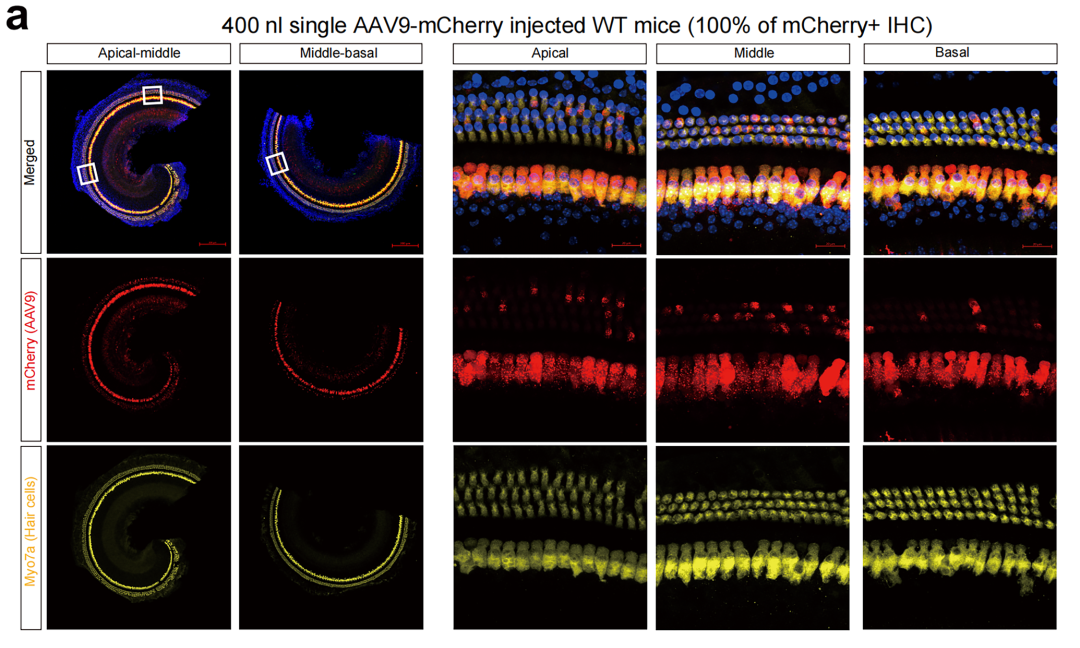 AAV9-CAG-mCherry对小鼠内毛细胞实现100%转导