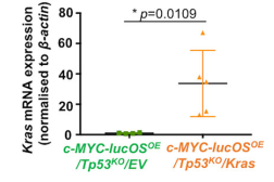 RT-qPCR验证c-MYC-lucOSOE/Tp53KO/Kras肿瘤野生型Kras mRNA的过表达