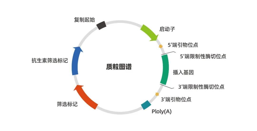 表达质粒图谱
