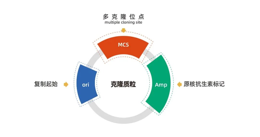 克隆质粒图谱