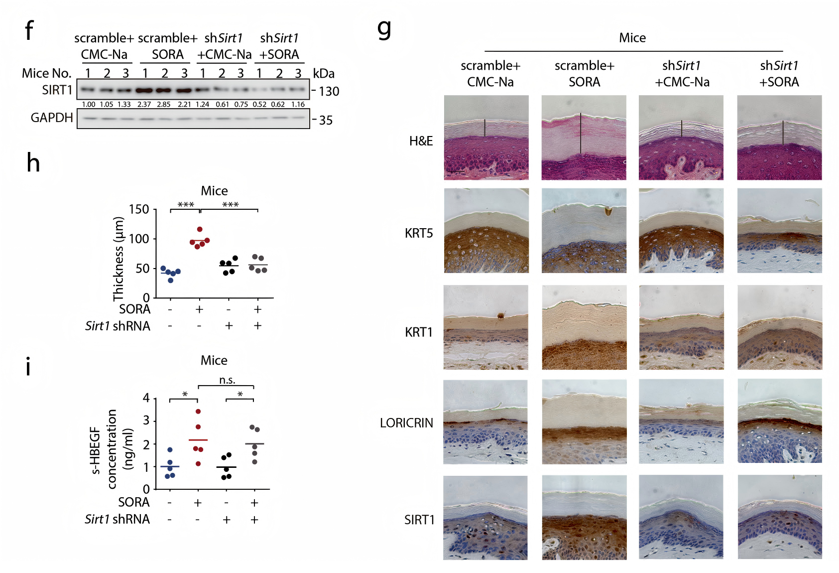AAV靶向皮肤组织的案例