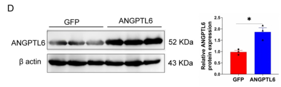 AAV8-ANGPTL6组肝组织中ANGPTL6蛋白过度表达