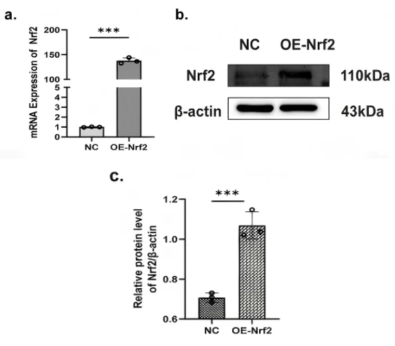 腺病毒介导Nrf2过表达的mRNA及蛋白水平验证